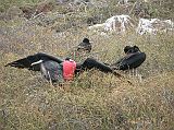 Galapagos 2-1-12 North Seymour Male Magnificent Frigatebird North Seymour has good nesting sites for a large population of magnificent frigatebirds. The magnificent frigatebird is a large black bird with a long wingspan and a hooked beak for snatching prey out of the water or catching flying fish. The male magnificent frigatebird is known for the large red pouch on his neck and purple iridescence on the wings.